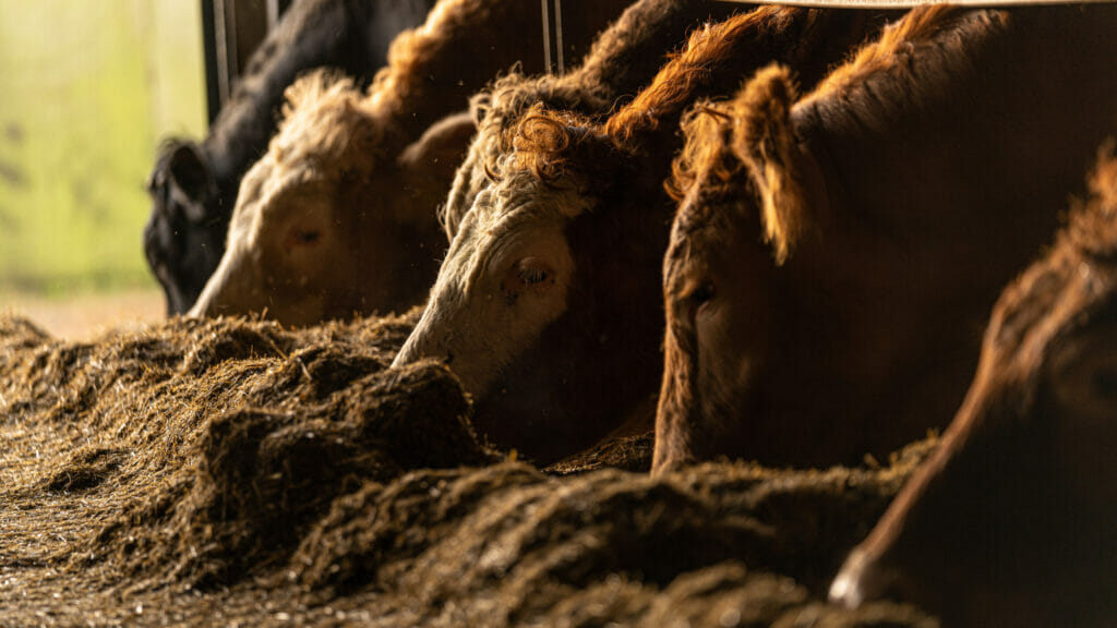 Beef cattle grazing silage