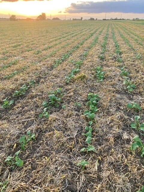 N-Flex trial_PatThornton osr