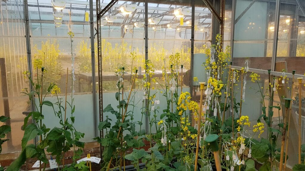 OSR glasshouse