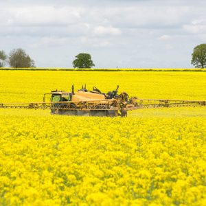Spraying oilseed rape in flower
