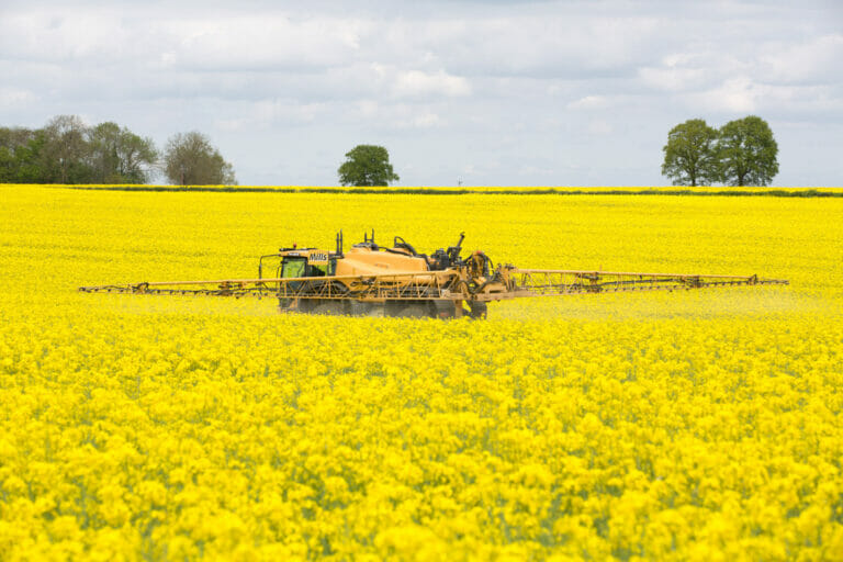 Spraying oilseed rape in flower