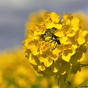 LG Ambassador OSR and Bee