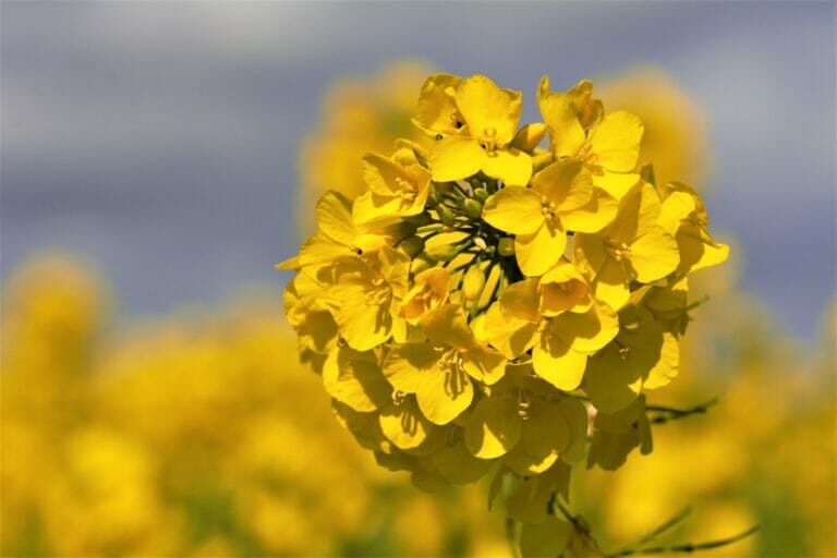 LG Ambassador OSR and Bee
