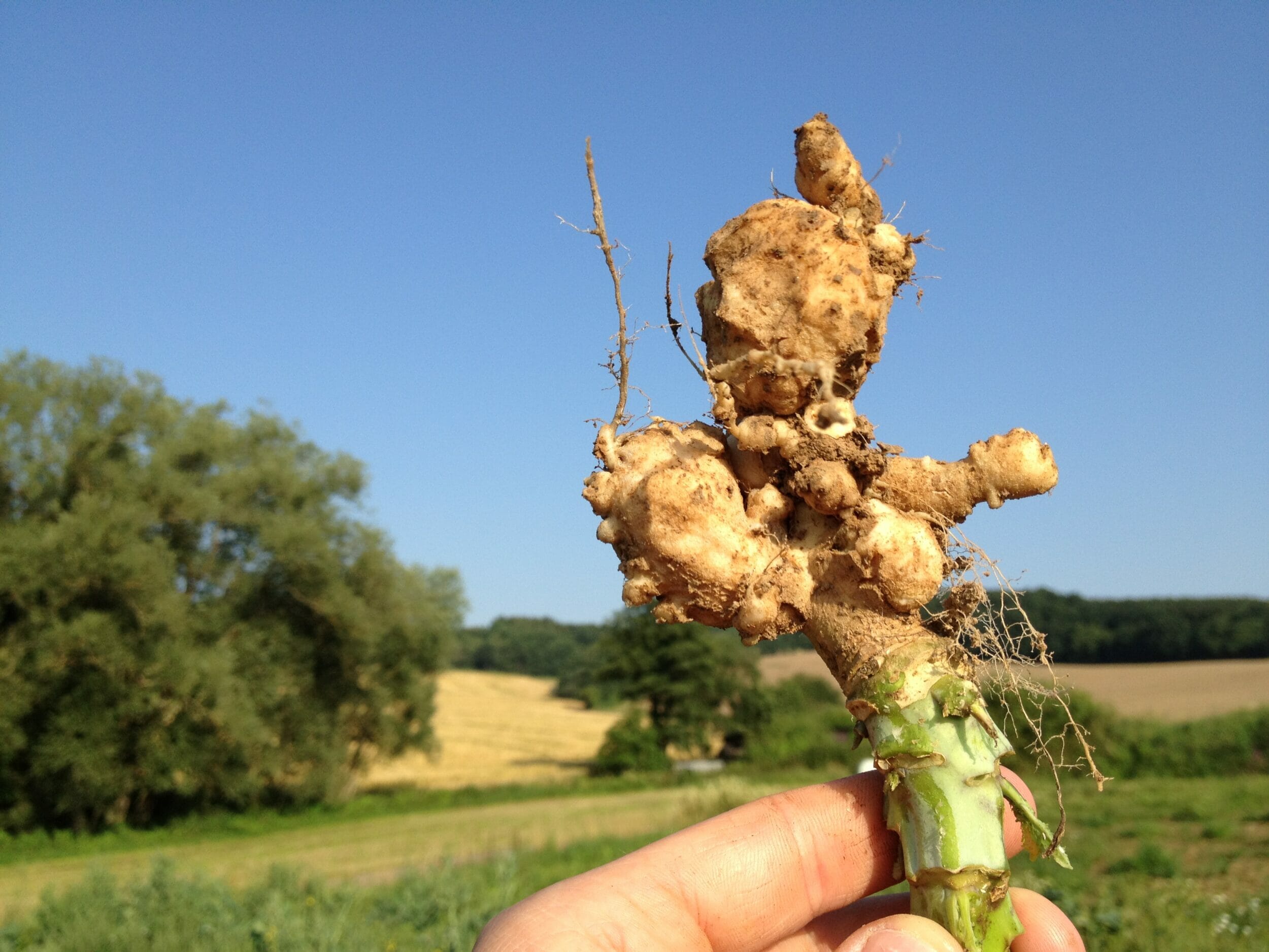 Traits_Clubroot