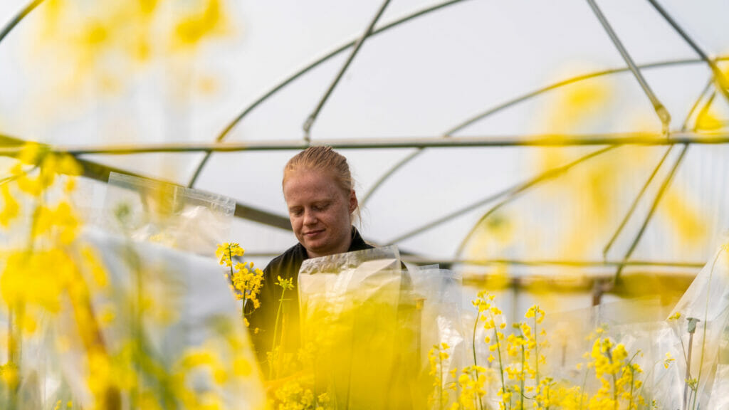 Traits_Pod Shatter Resistance_OSR Breeding glasshouse