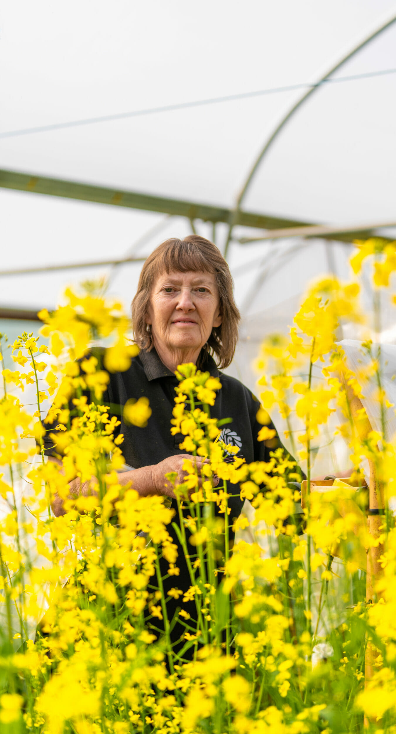 Traits_RLM7_OSR breeding glasshouse