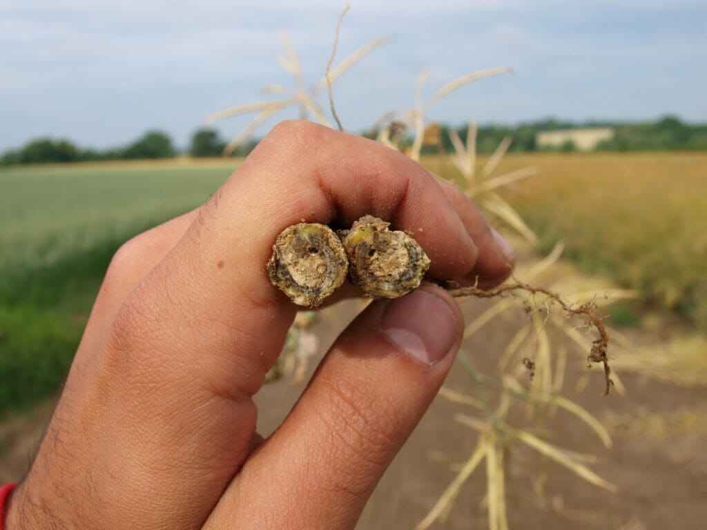 RLM7 phoma stems