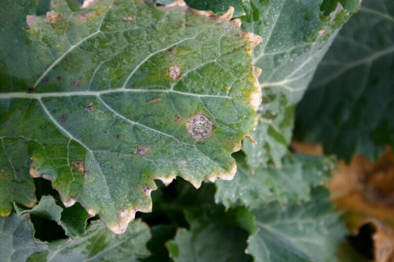 RLM7 phoma leaf lesion