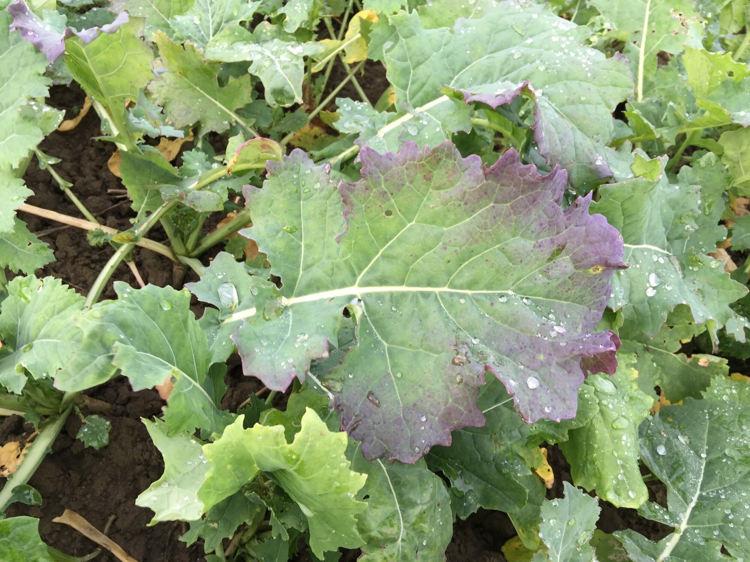 TuYV_typical autumn leaf discoloration caused by TuYV_Source_Limagrain