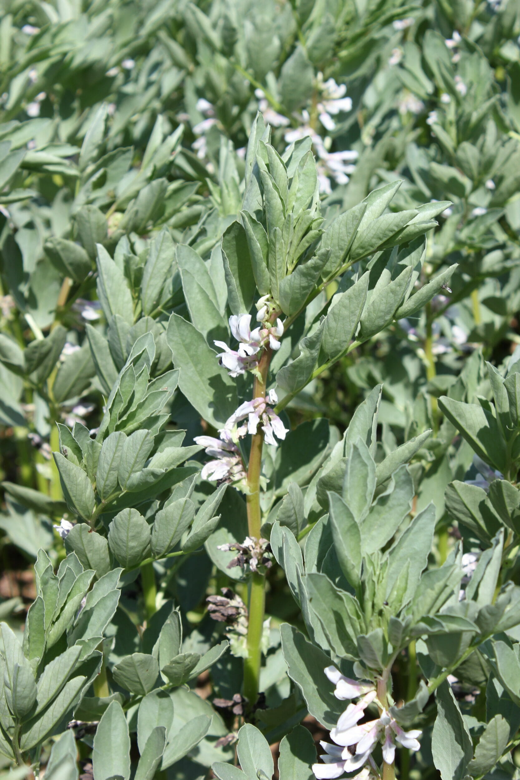 LG Cartouche spring beans from Limagrain UK
