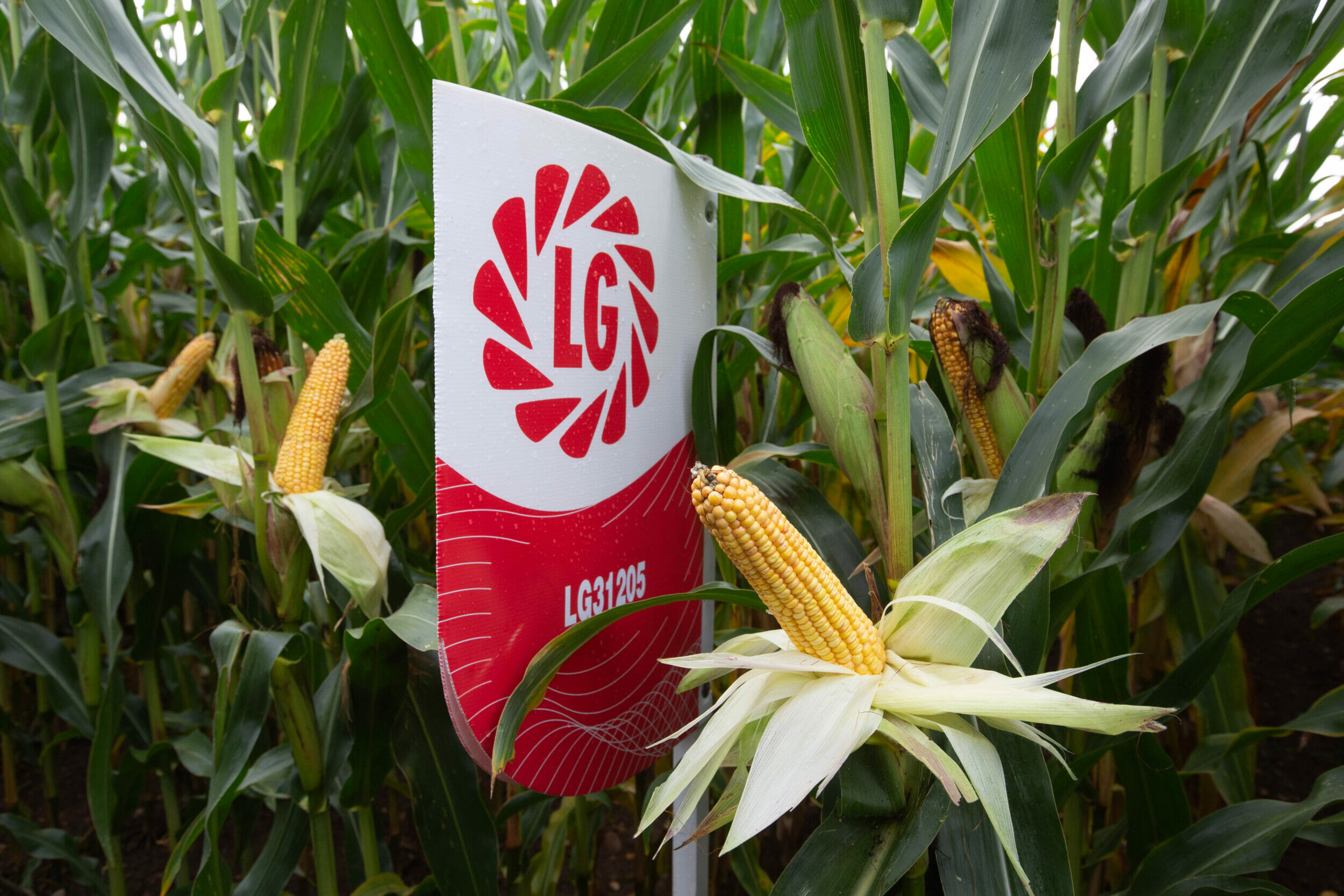 LG31.205 maize