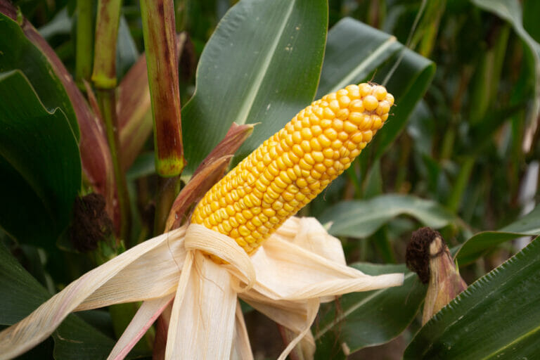 Ambition Maize