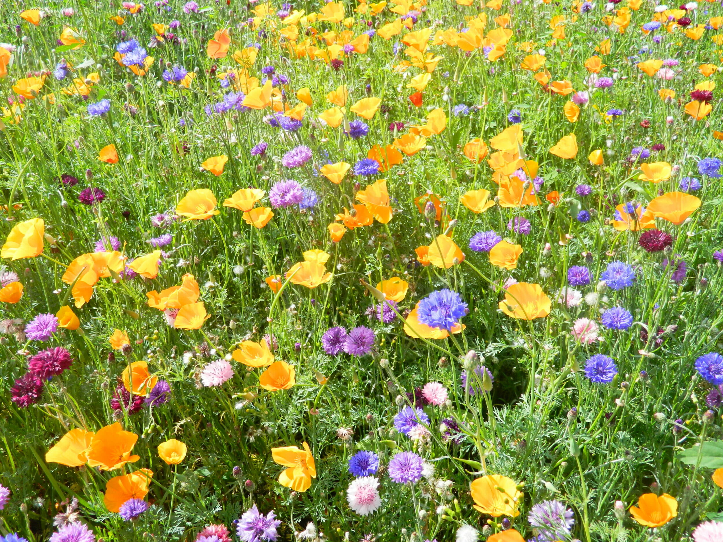 Colour Splash 2 Aurora Flower Mix