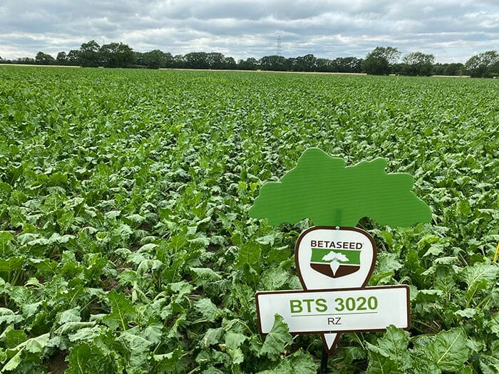 BTS-3020 sugar beet