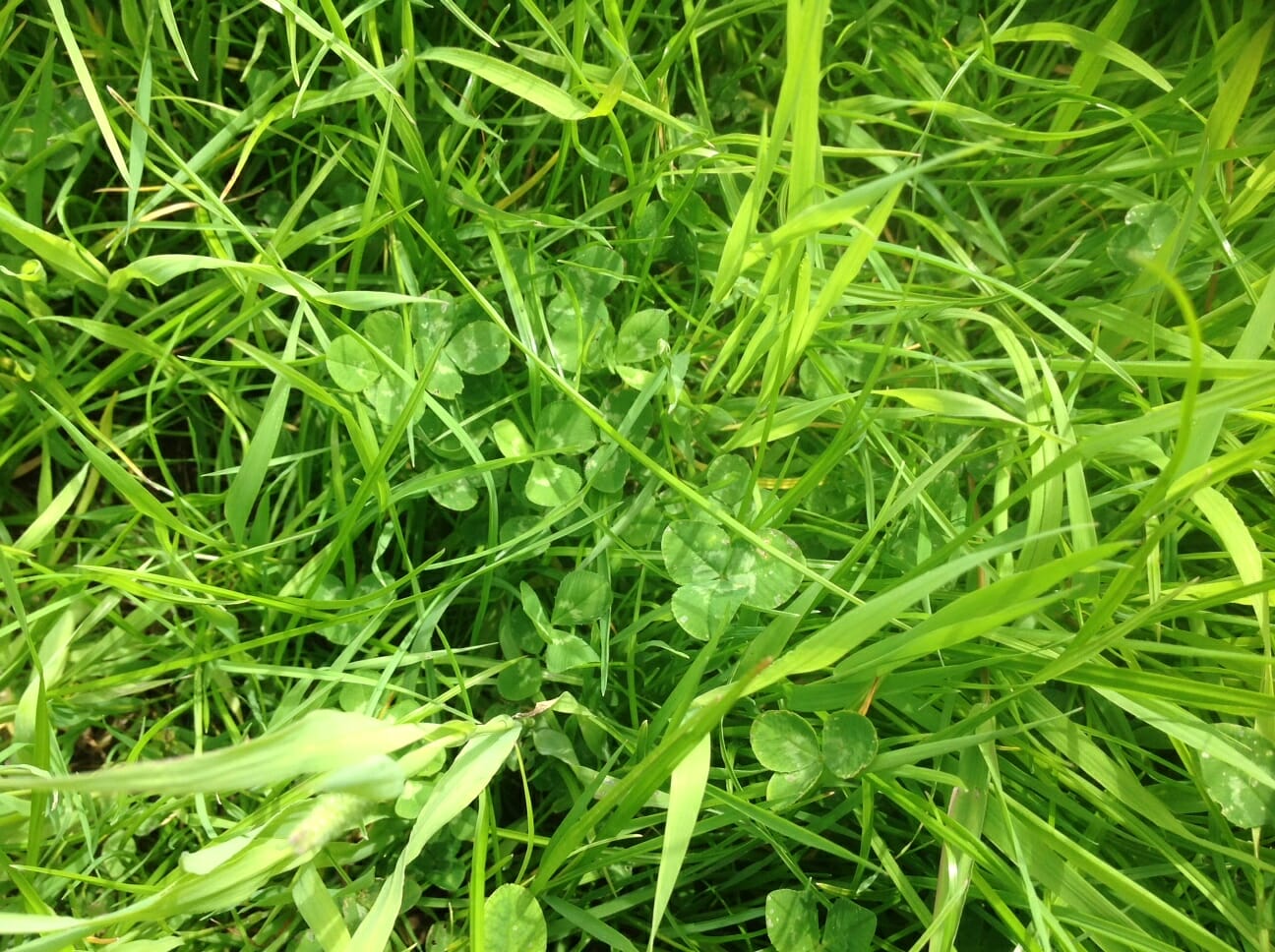 SMG Castlehill Grass Mixture