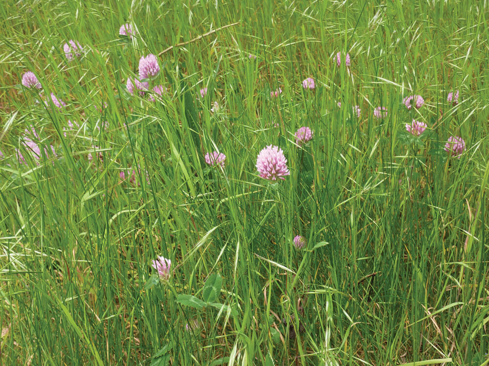 SMG Colossal Red Grass Mixture