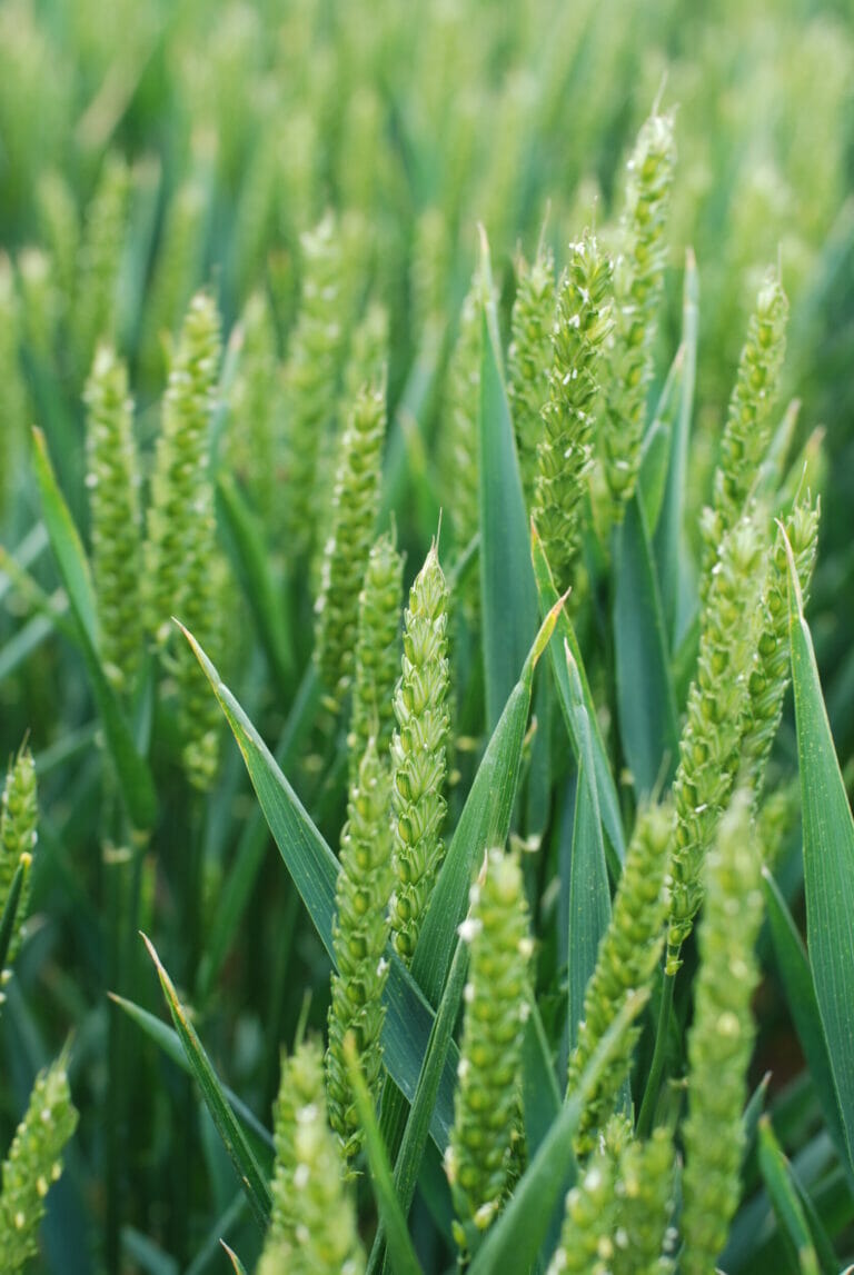Crusoe Winter Wheat
