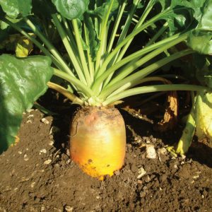 FELDHERR-fodder-beet-