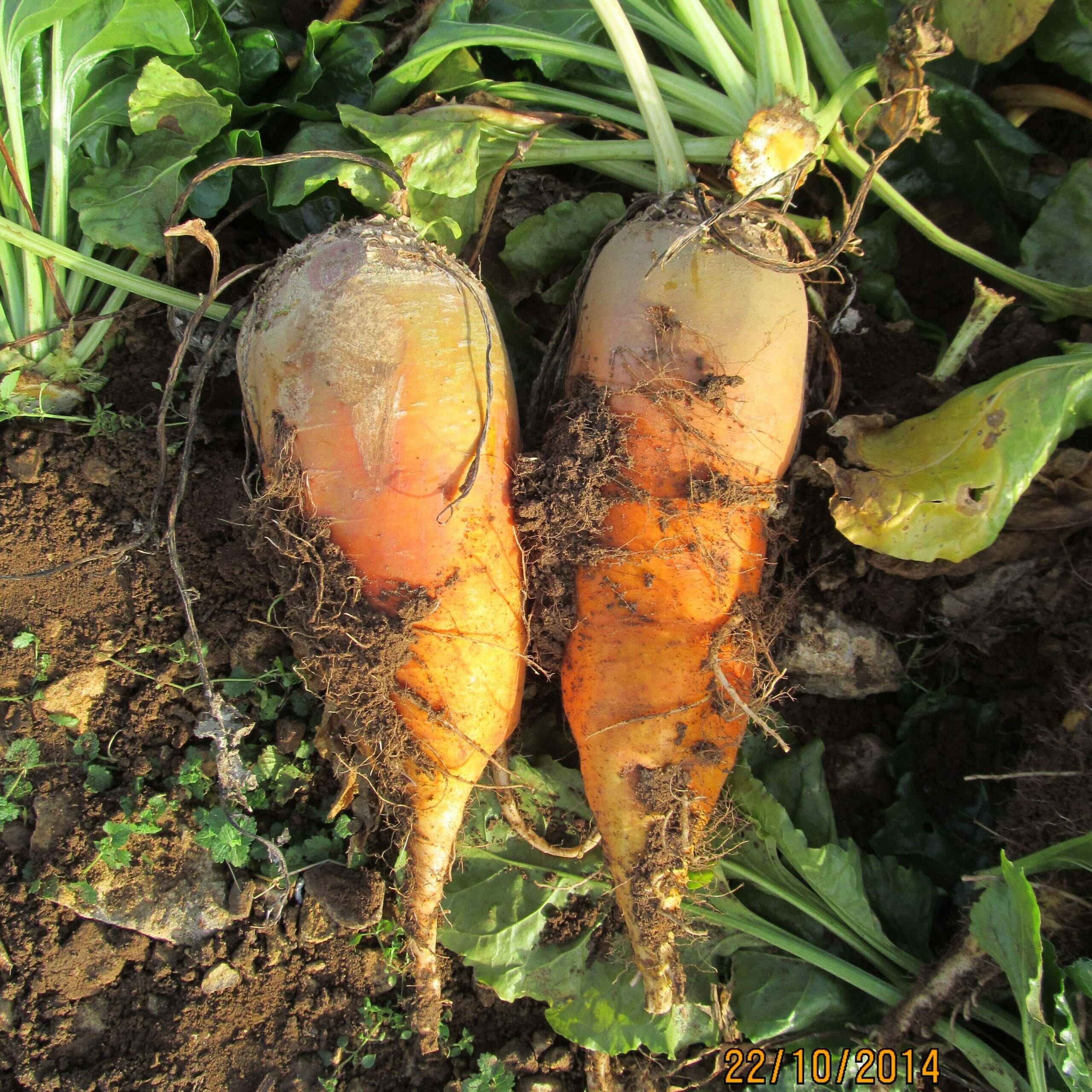 Feldherr fodder beet