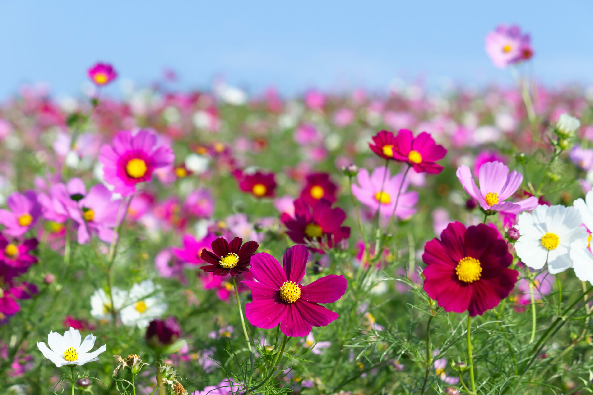 Colour-Splash-1-Festival-Flower-Mixture