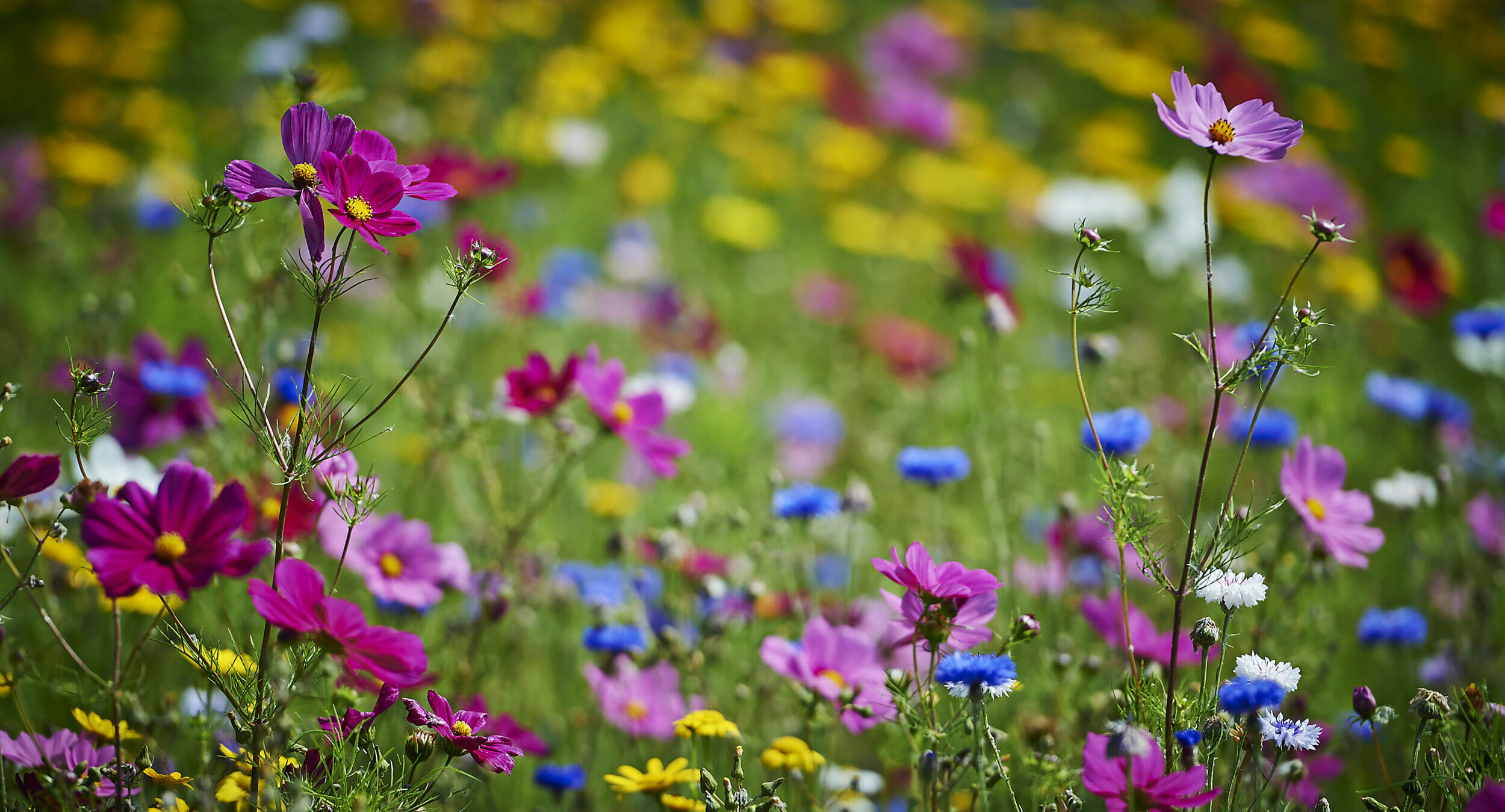 Colour-Splash-1-Festival-Flower-Mixture