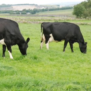 LG Monarch Flexiscot grass mixture