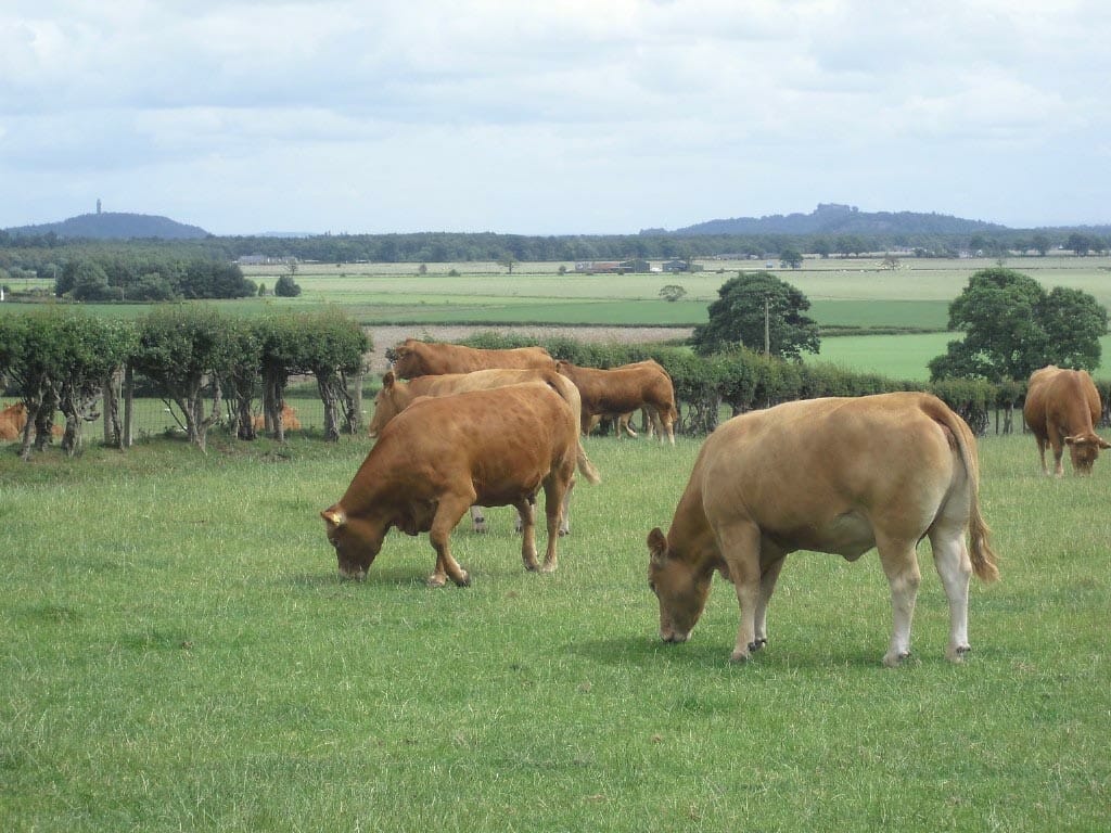 LG Monarch Flexiscot grass mixture
