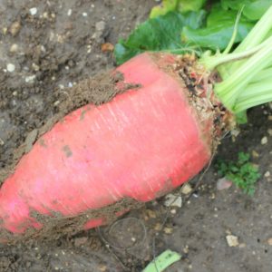 Fosyma-Fodder-Beet-1080x800px