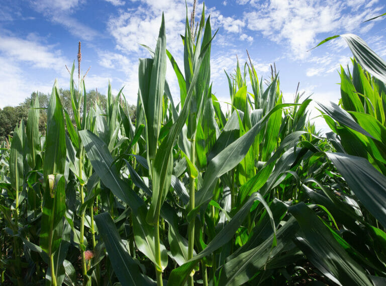 Gema-Maize
