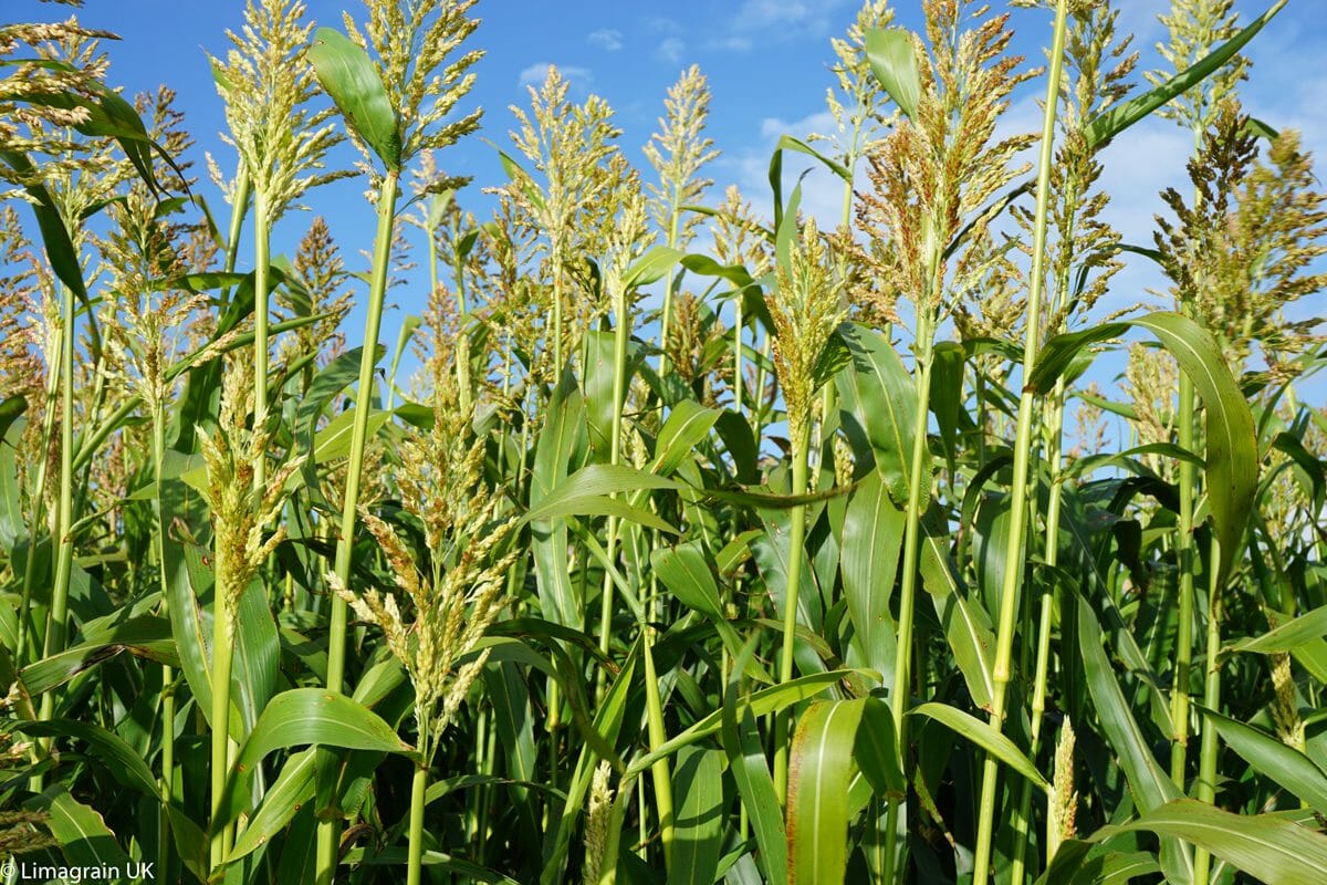 Giant-Jumbo-Star-Sorghum