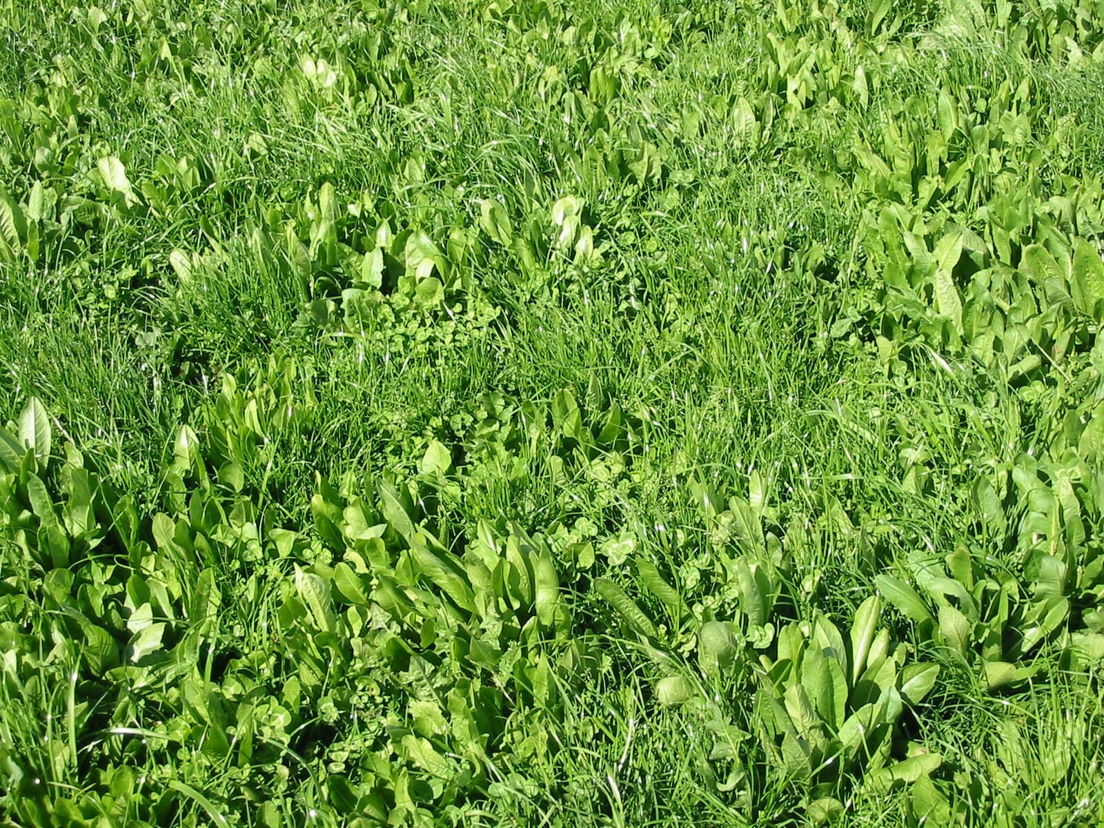Equipaddock Herb Mixture