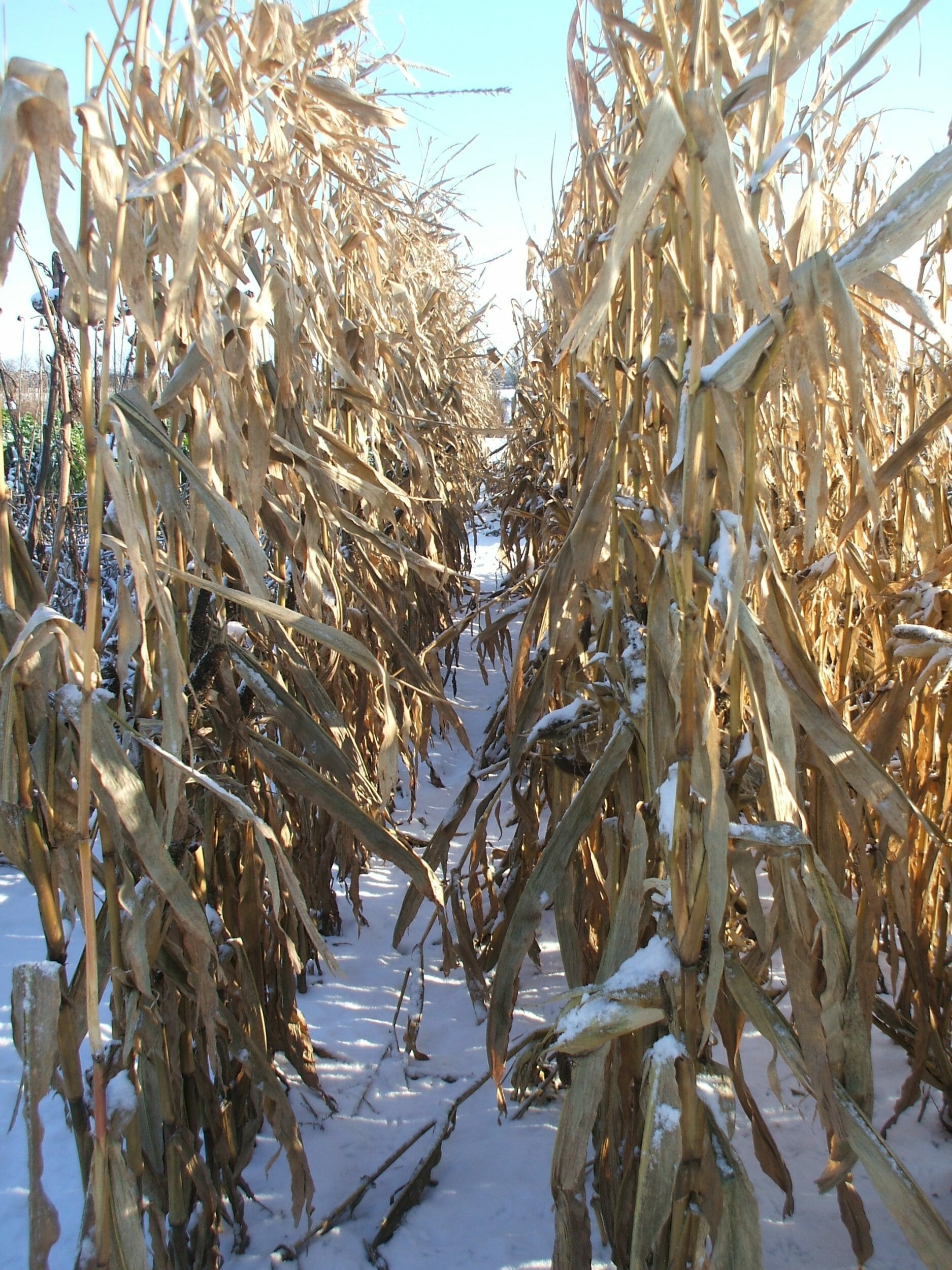 Hi bird Maize Blend
