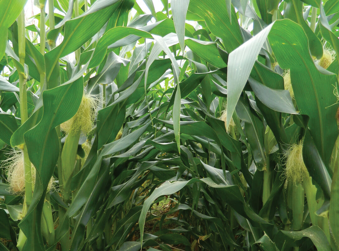 HiBird-Late-Maize