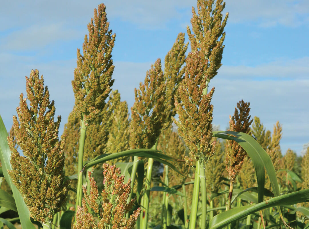 Hibird-Intermediate-Sorghum