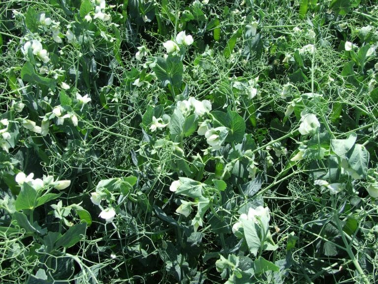 Limagrain UK vining peas