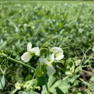 LG-Aviator-large-blue-pea- variety