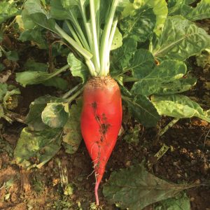 LG Blaze Fodder Beet