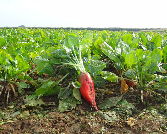 LG-Blaze-Fodder-Beet-700px
