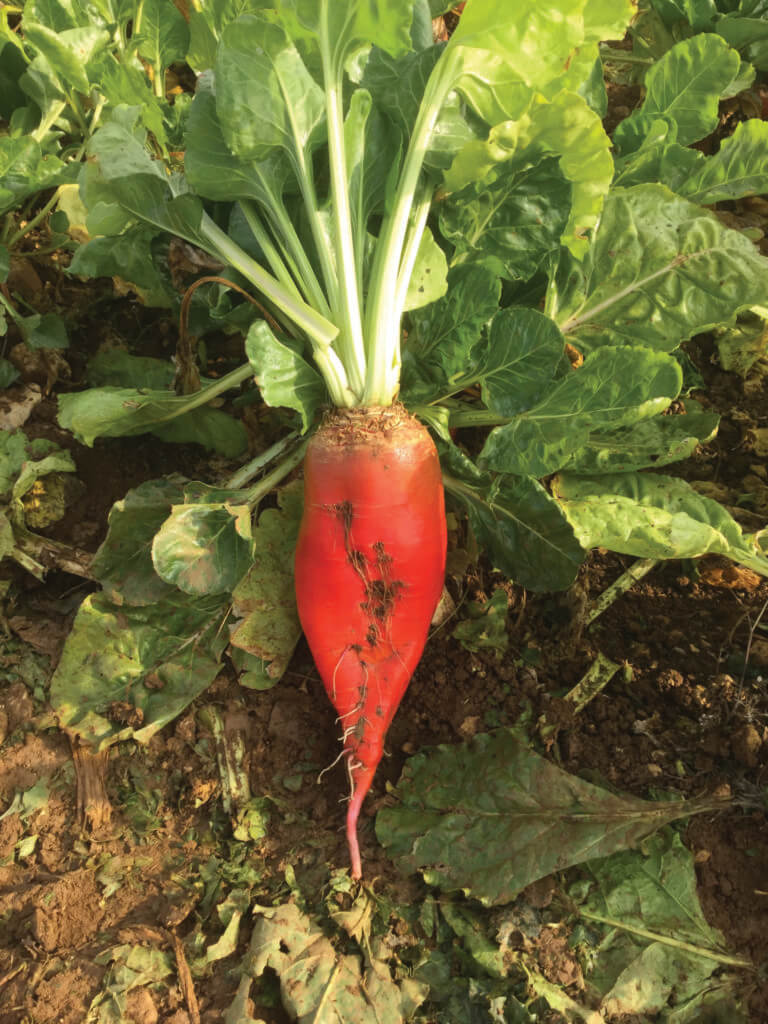 LG Blaze Fodder Beet