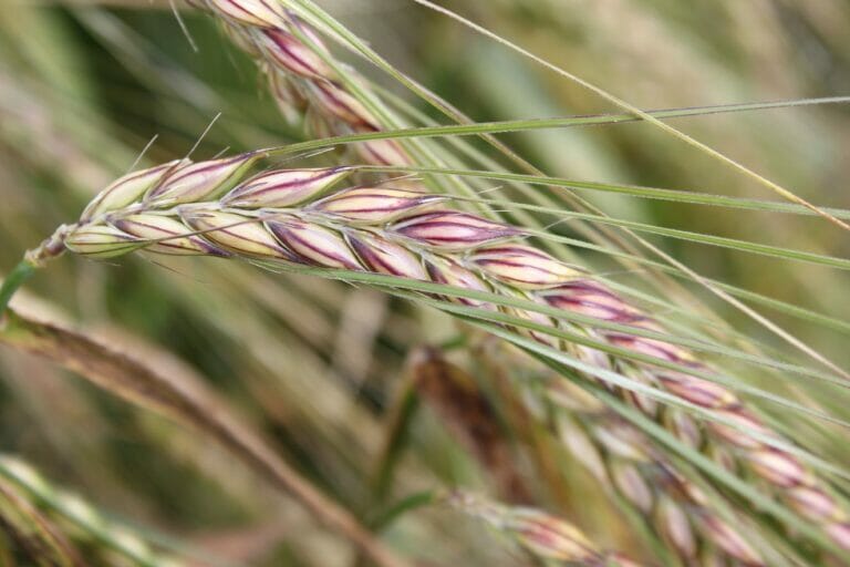 LG Flynn winter barley