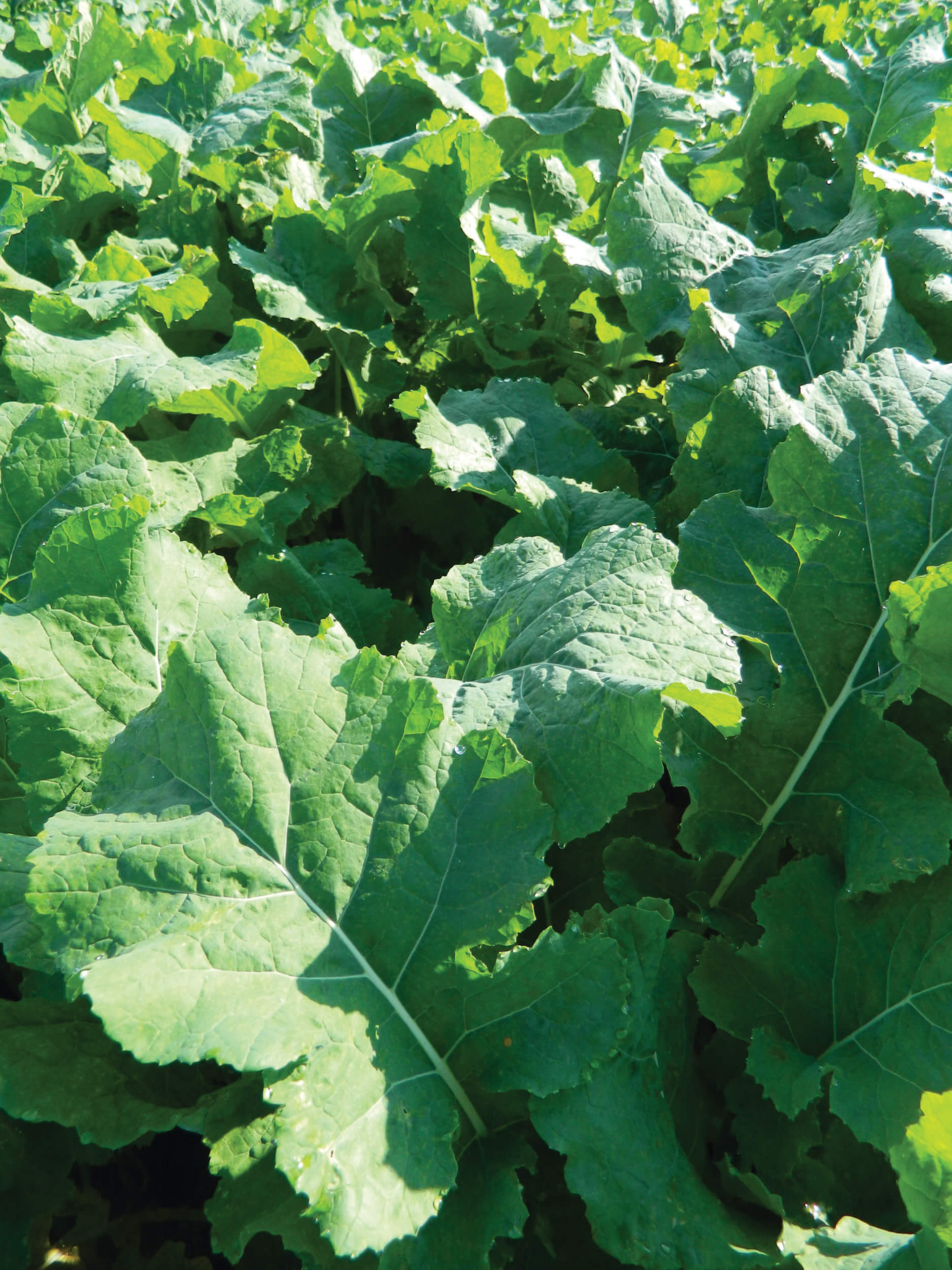 LG Hobson Forage Rape