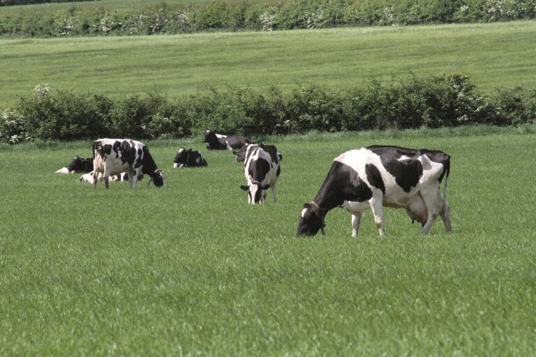 LG Monarch Intensive Grazing Grass Mixture