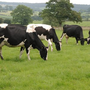 LG-Monarch-Permanent-Pasture-Grass-Mixture