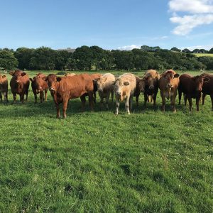 LG_Monarch_Multigraze_Grass_Mixture
