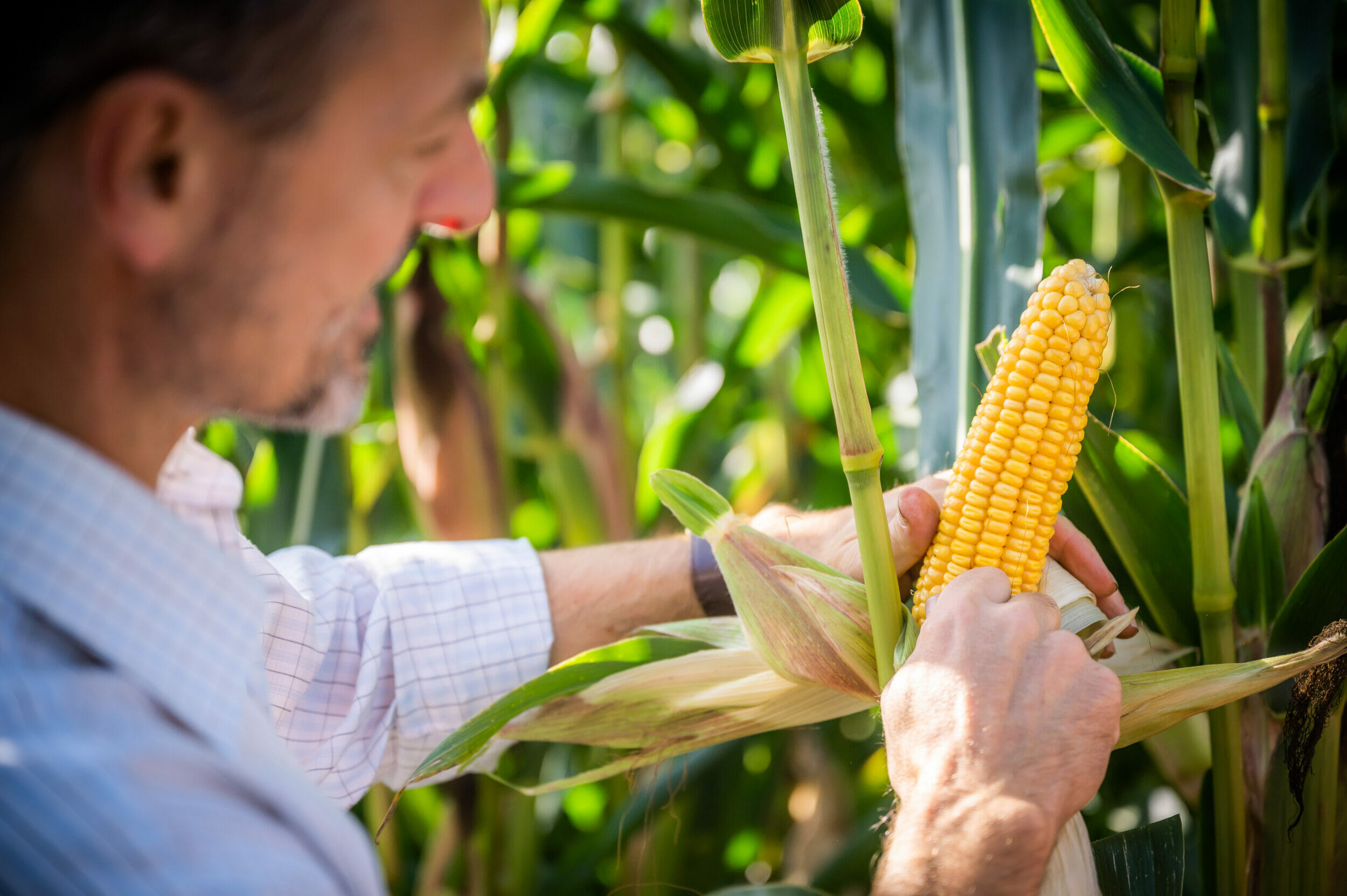 Products_Maize_Hero_Tim_Richmond