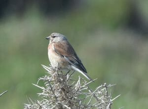 Linnet-Farmland-Birds-Seeds-Mixture