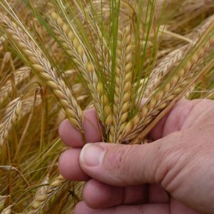 Westminster Spring Barley