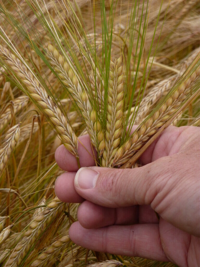 Westminster Spring Barley