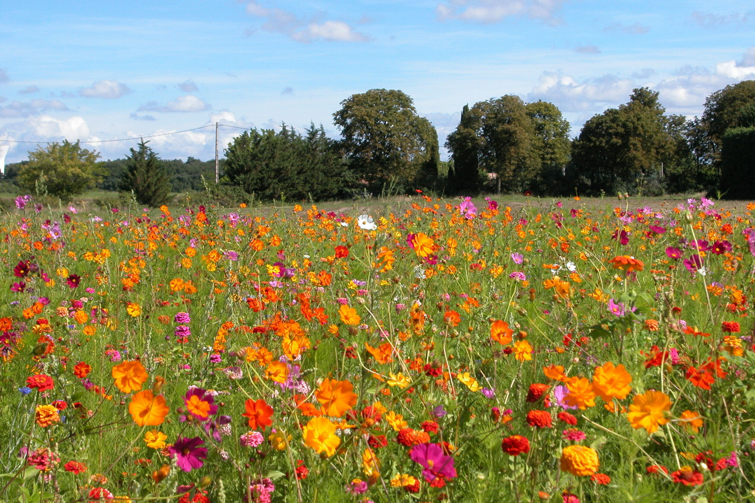 Colour Splash 1 Festival Flower Mixture