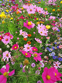 Colour Splash 2 Aurora Flower Mix